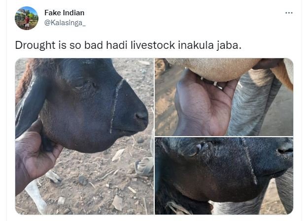 Fake indian kalasinga drought is so bad hadi livestock inakula jaba.