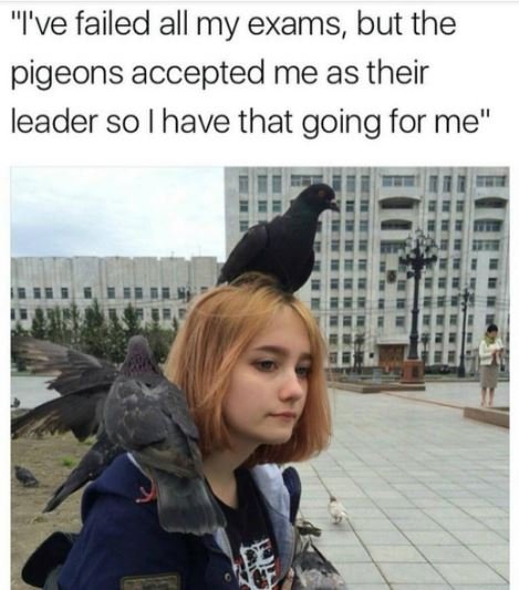 I've failed all my exams, but the pigeons accepted me as their leader so i have
