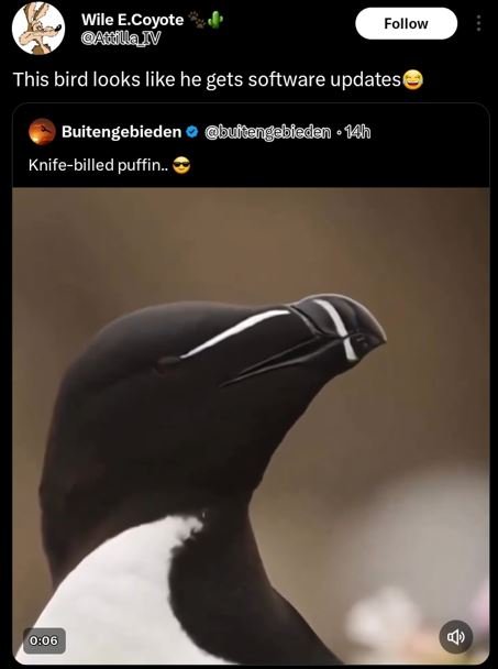 Wile ecoyote atfllaiv follow this bird iooks like he gets software updates buite