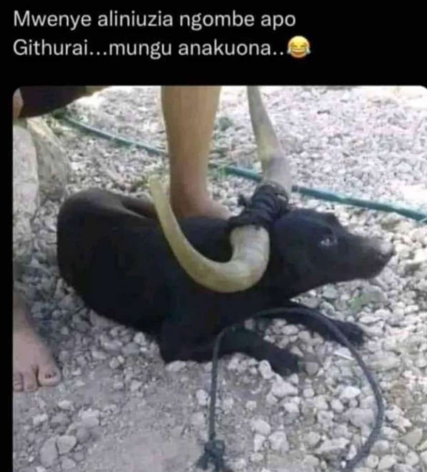 Mwenye aliniuzia ngombe apo githurai mungu anakuona..