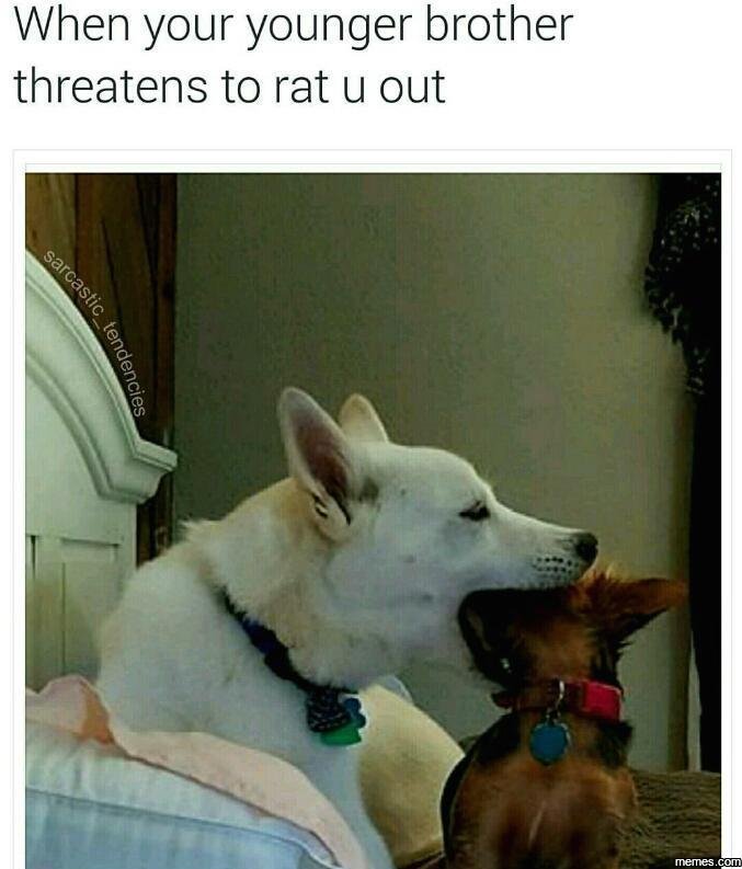 When your younger brother threatens to rat u out 1 1 8 memes com