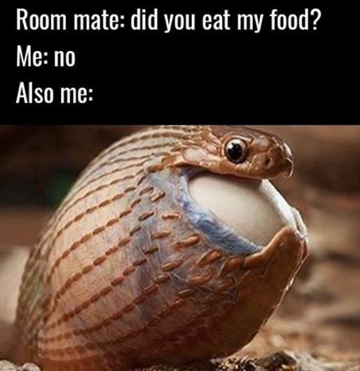 Room mate did you eat my food? me no also me