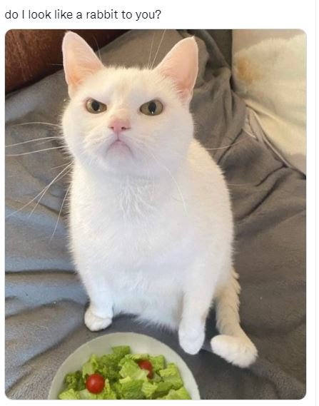 Do look like rabbit to you?