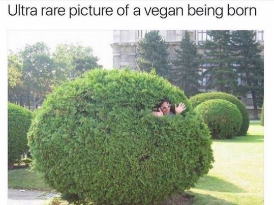 Ultra rare picture of a vegan being born