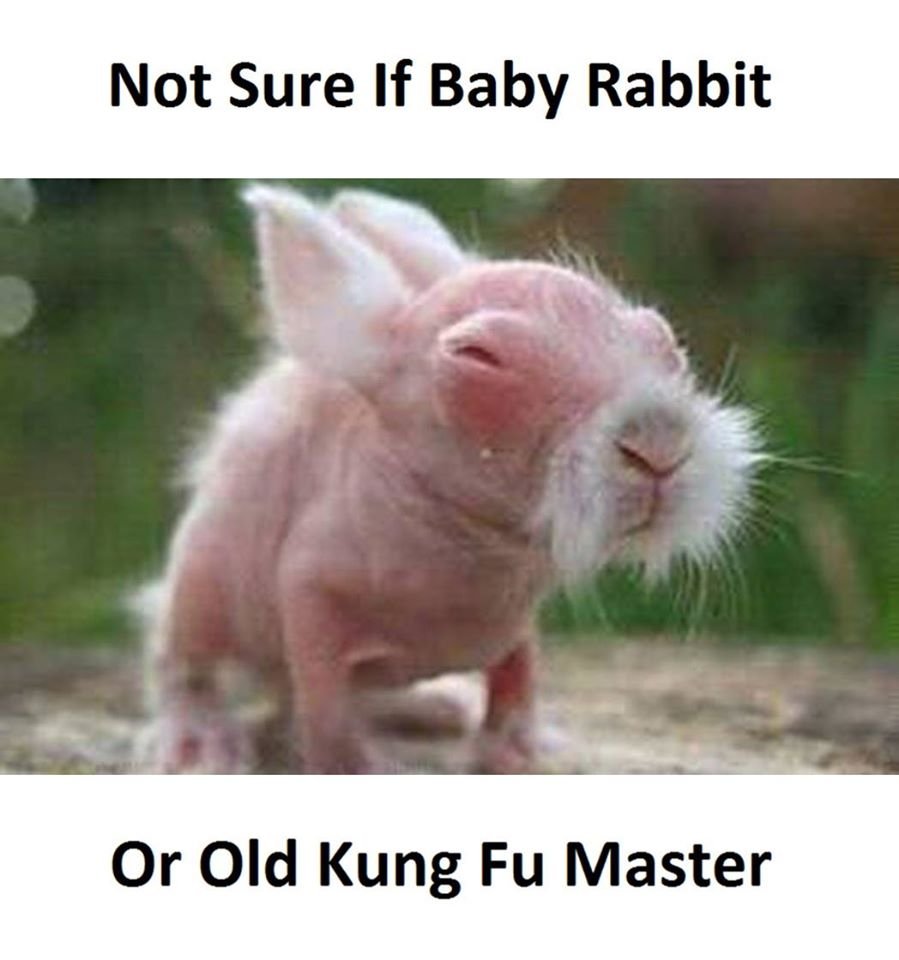 Not sure if baby rabbit or old kung fu master