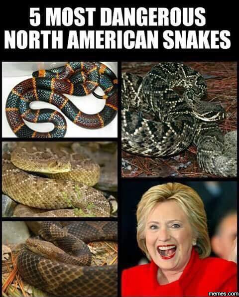5 most dangerous north american snakes memes com