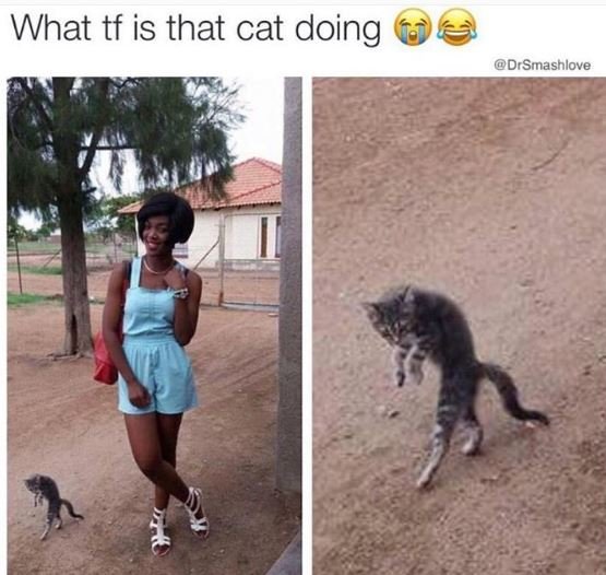 What tf is that cat doing drsmnashlove