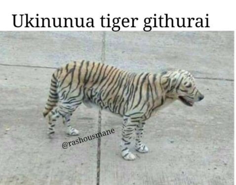Ukinunua tiger githurai rashousmane