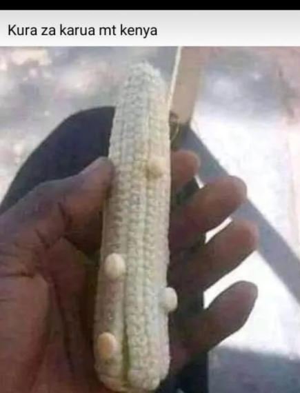 Kura za karua mt kenya