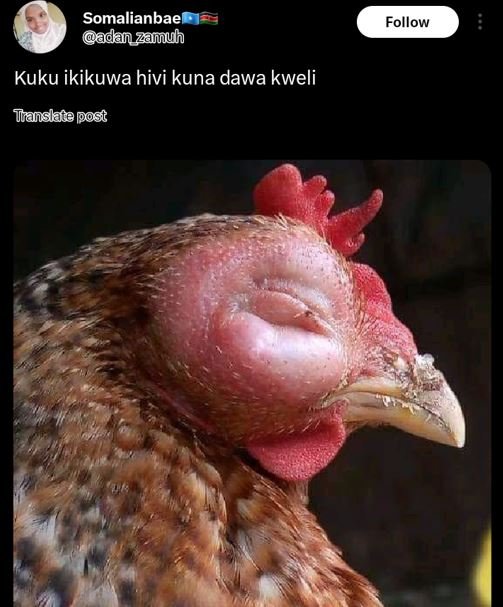 Somalianbae adan_zamuh follow kuku ikikuwa hivi kuna dawa kweli tanslata post