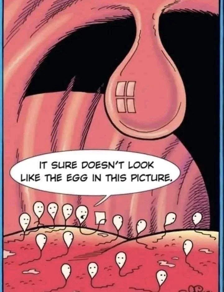 It sure doesn't look like the egg in this picture,