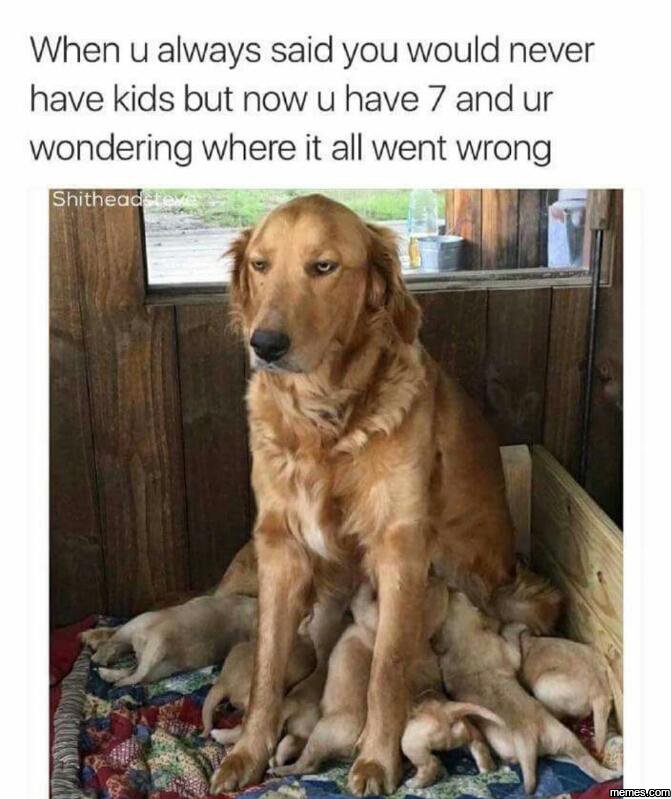 When u always said you would never have kids but now u have 7 and ur wondering w