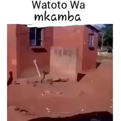 Watoto wa mkamba