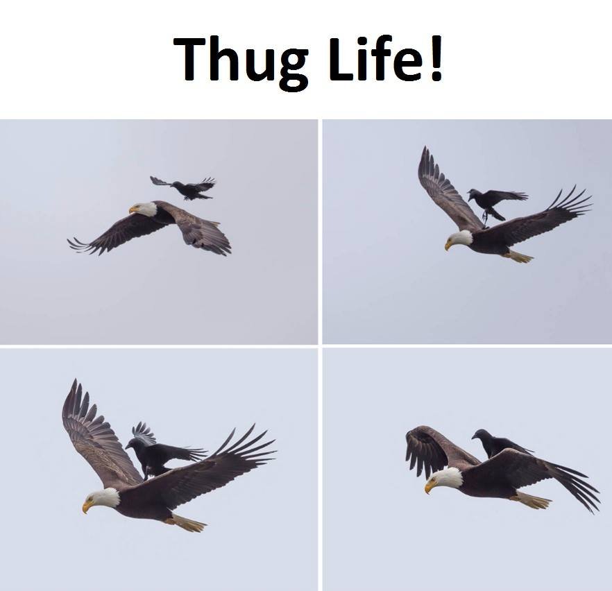 Thug life!