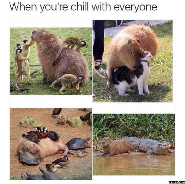 When you're chill with everyone memesucom