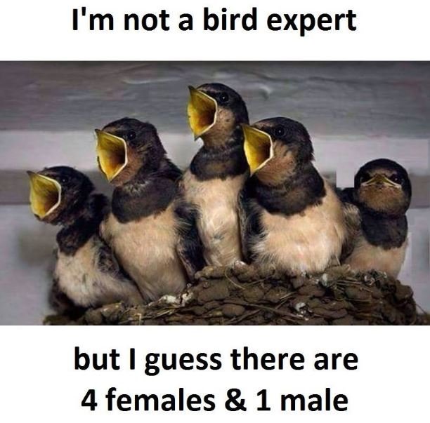 I'm not a bird expert but i guess there are 4 females 1 male