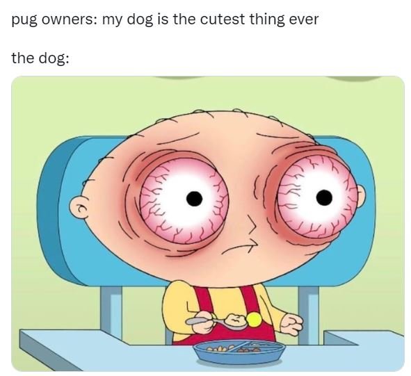 Pug owners my dog is the cutest thing ever the dog