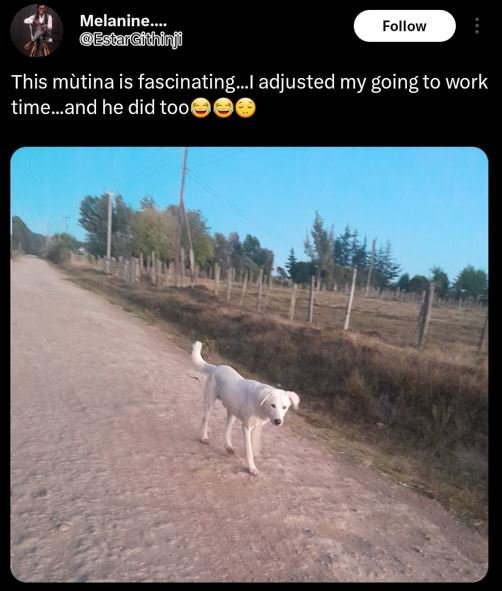 Melanine _ essargidhinj follow this mutina is fascinatingi adjusted my going to