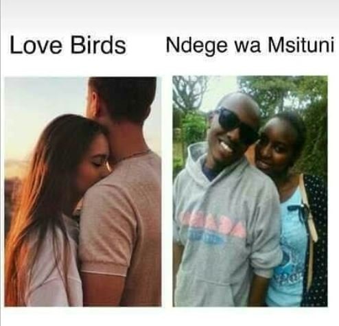 Love birds ndege wa msituni