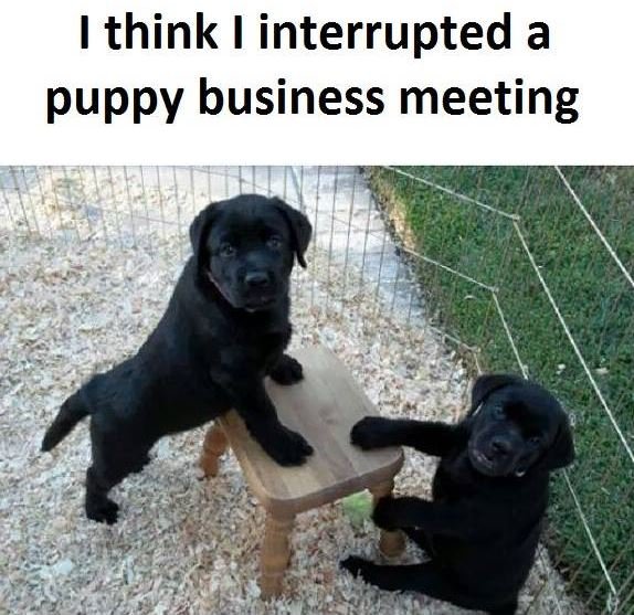 Think interrupted a puppy business meeting