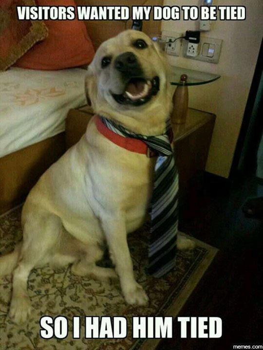 Visitors wanted my dogtobetied so i had him tied memes com
