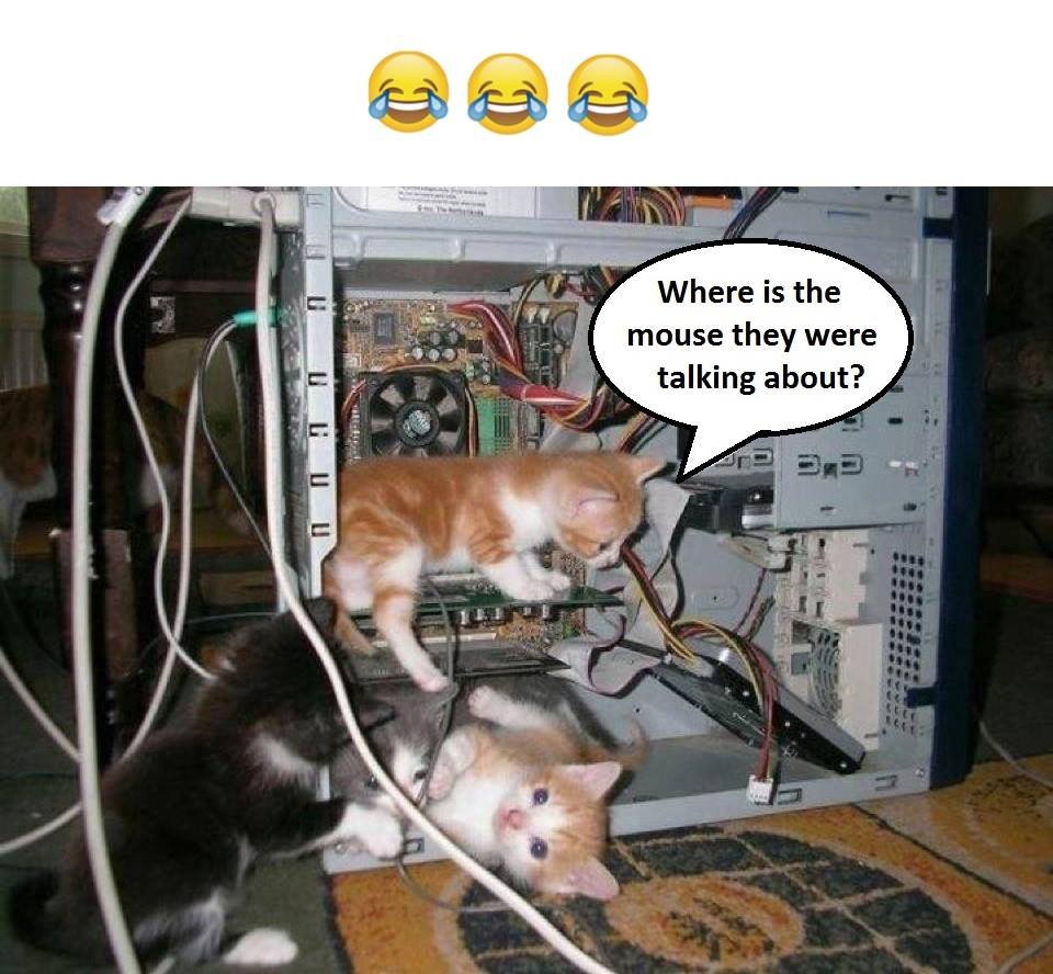 Where is the mouse they were talking about?