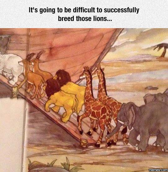 It's going to be difficult to successfully breed those lions.. memes