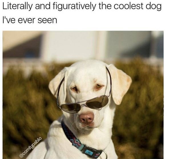 Literally and figuratively the coolest dog ive ever seen comfypablo