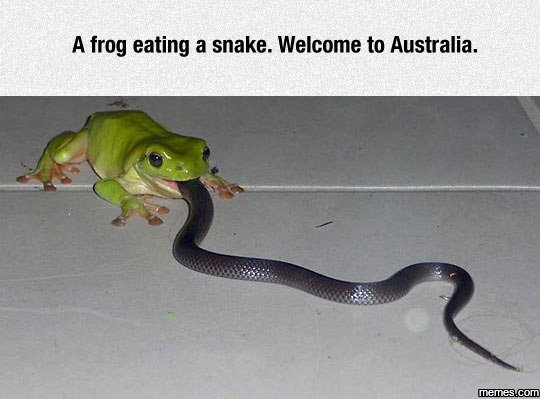 A frog eating a snake. welcome to australia. enesco