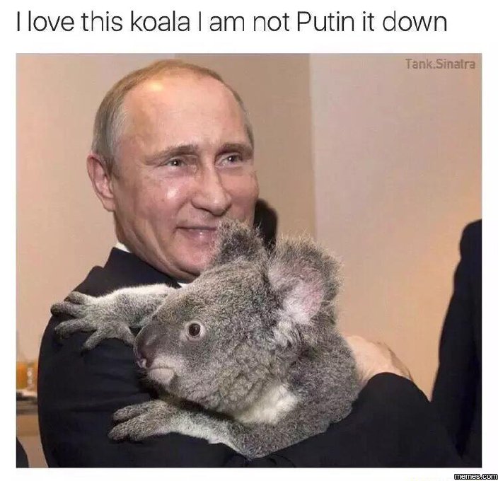 Love this koala am not putin it down tank sinatra memesucon