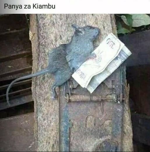 Panya za kiambu 3