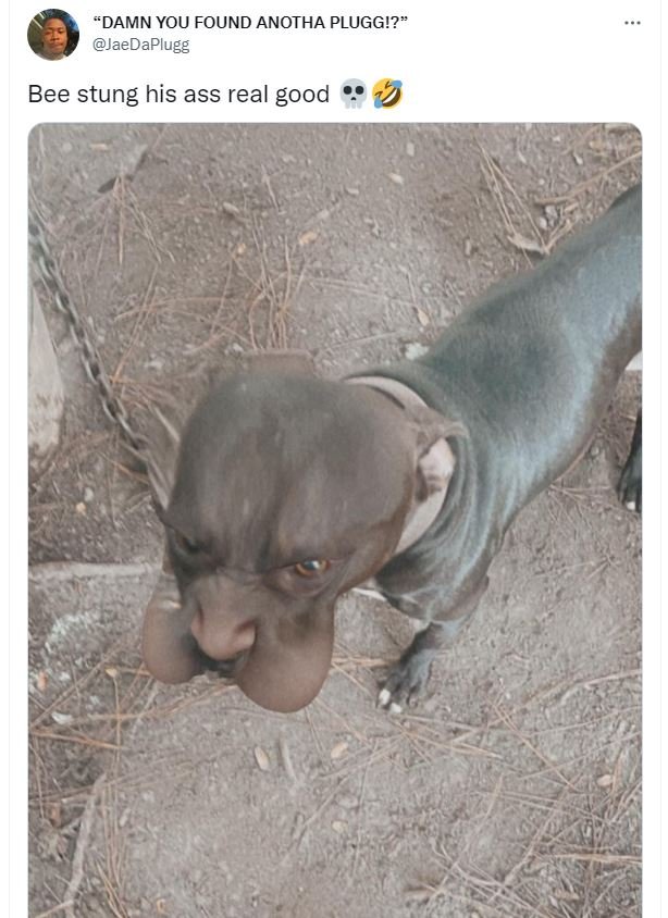 Damn you found anotha plugg!? jaedaplugg bee stung his ass real good