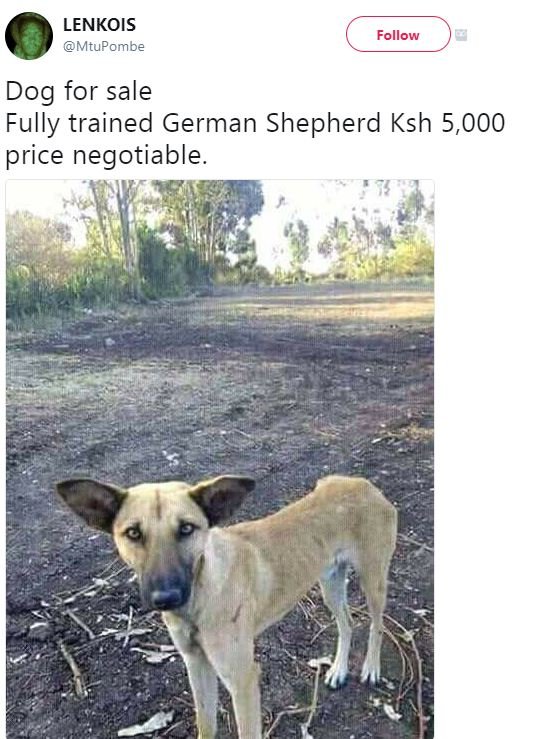 Lenkois mtupombe follow dog for sale fully trained german shepherd ksh 5,000 pri