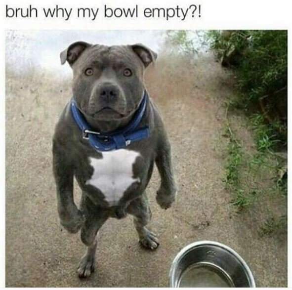 Bruh why my bowl empty?!