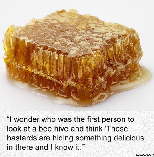 1wonder who was the first person to look at a bee hive and think 'those bastards