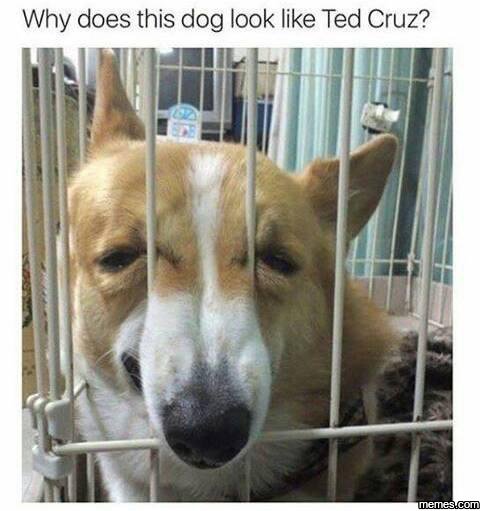 Why does this dog look like ted cruz?