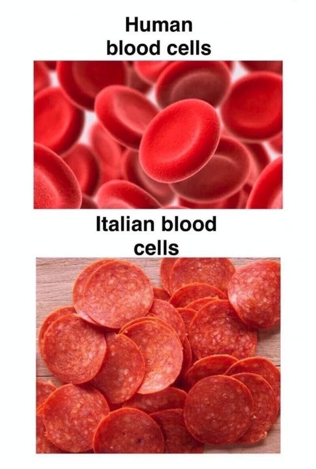 Human blood cells italian blood cells