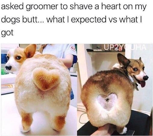 Asked groomer to shave a heart on my dogs butt._ what expected vs what got