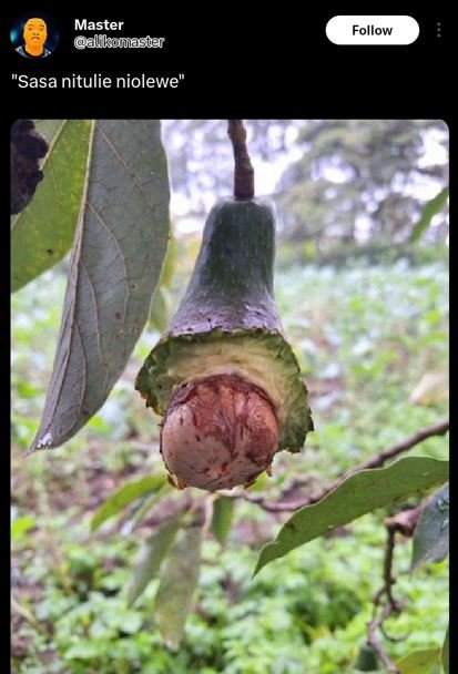 Master alkomaster follow sasa nitulie niolewe