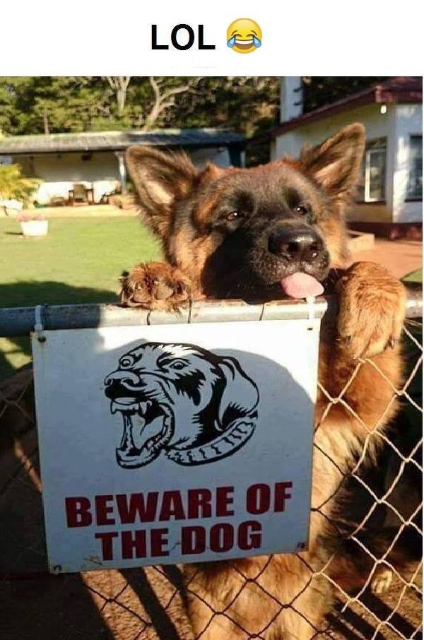 Lol beware of thedog
