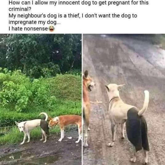 How can allow my innocent dog to get pregnant for this criminal? my neighbour's