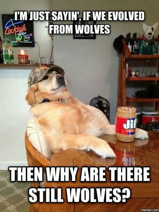 Tmjust sayin', if we evolved gckiqibs from wolves then why are there still wolve