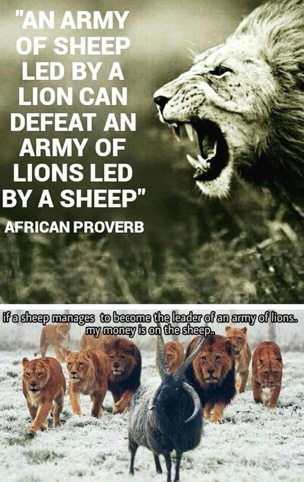 7 'an army of sheep led by a lion can defeat an army of lions led by a sheep afr