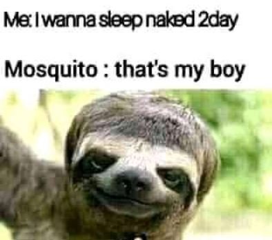 Maiwanna sleopnaked 2day mosquito thats my boy