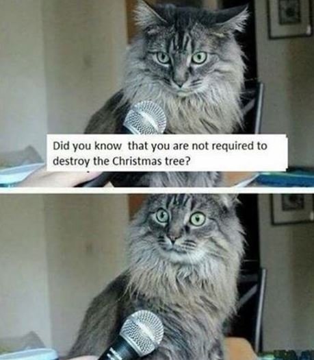 Did you know that you are not required to destroy the christmas tree?