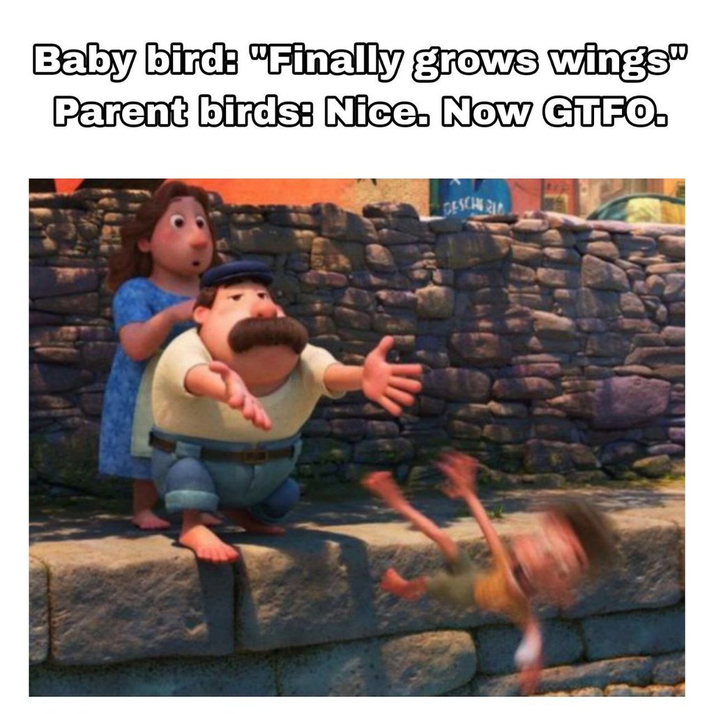 Baby bfrd finaly growz ings parent bfids mioe now uf