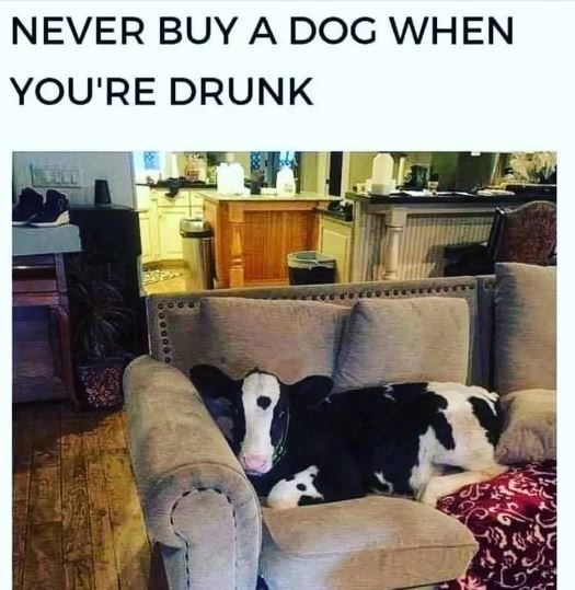 Never buy a dog when you're drunk
