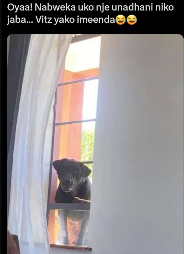 Oyaa! nabweka uko nje unadhani niko jaba . vitz yako imeenda