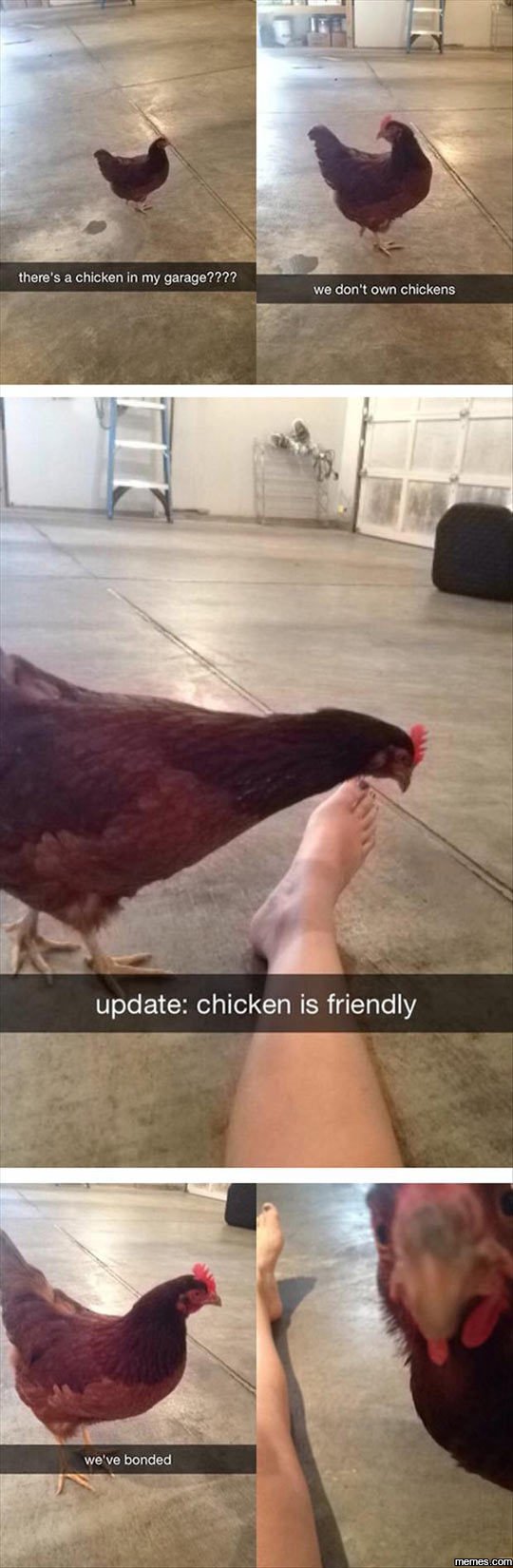 There's a chicken in my garage???? we don' own chickens update chicken is friend