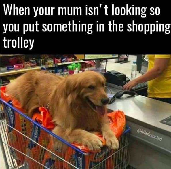 When your mum isn' t looking so you put something in the shopping trolley hilari